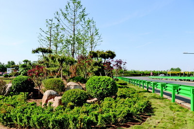 抓住契机广添绿，绿色商河谱新篇