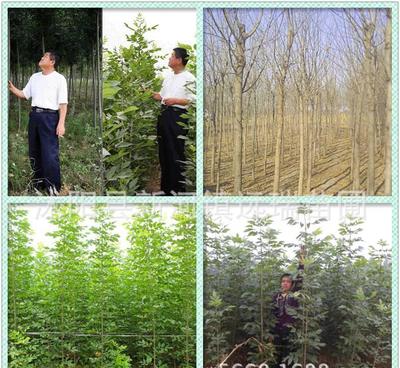 白腊树小苗 绿化工程优选，规格齐全，量大从优